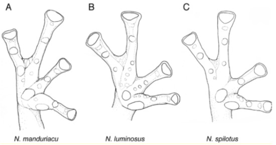 Diversity 12 00222 g171