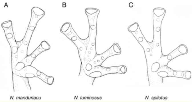 Diversity 12 00222 g171 Diversity 12 00222 g171