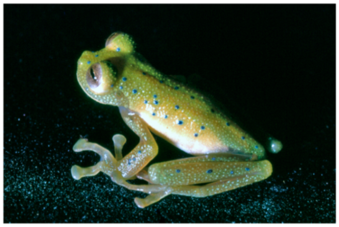 Diversity 12 00222 g174 Diversity 12 00222 g174