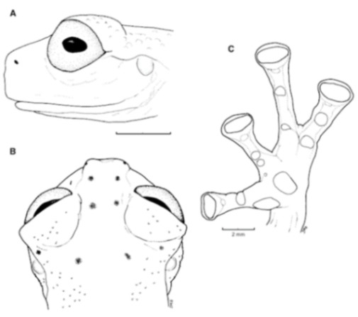 Diversity 12 00222 g175