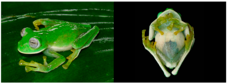 Diversity 12 00222 g177 Diversity 12 00222 g177