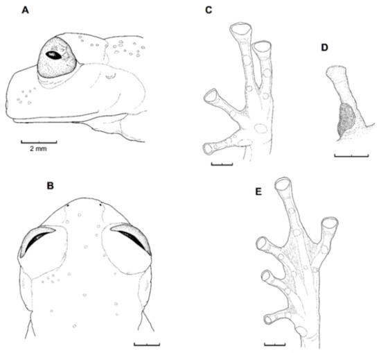 Diversity 12 00222 g178