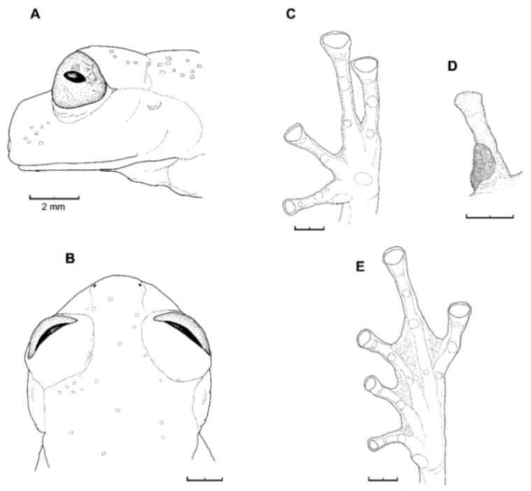 Diversity 12 00222 g178 Diversity 12 00222 g178