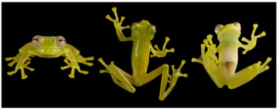 Diversity 12 00222 g180