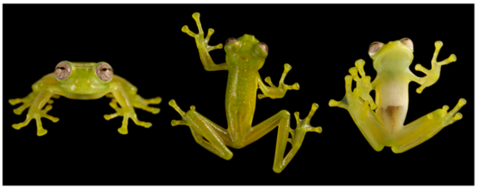 Diversity 12 00222 g180 Diversity 12 00222 g180