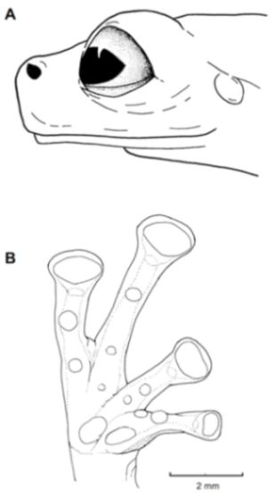 Diversity 12 00222 g181 Diversity 12 00222 g181
