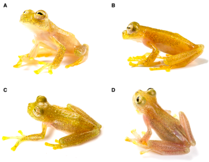 Diversity 12 00222 g184 Diversity 12 00222 g184