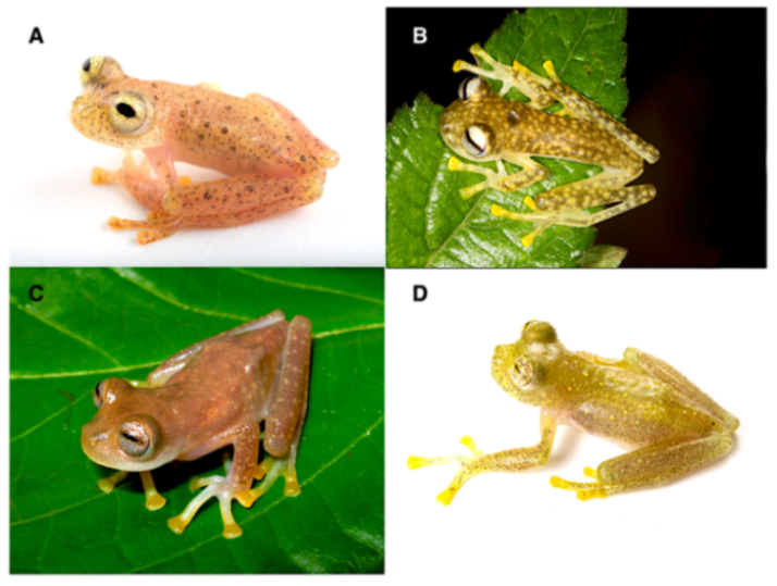 Diversity 12 00222 g185 Diversity 12 00222 g185