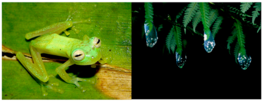 Diversity 12 00222 g187 Diversity 12 00222 g187