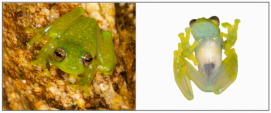 Diversity 12 00222 g190