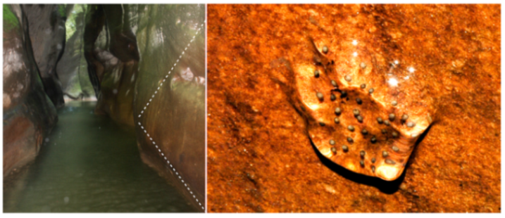 Diversity 12 00222 g192 Diversity 12 00222 g192