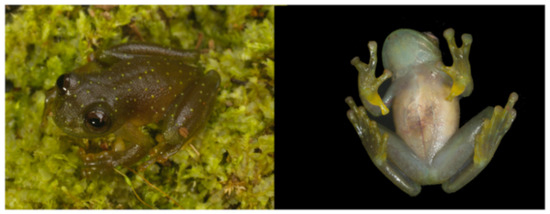 Diversity 12 00222 g196