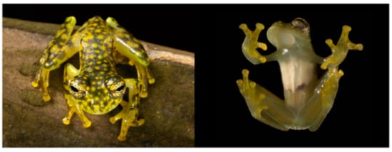 Diversity 12 00222 g198