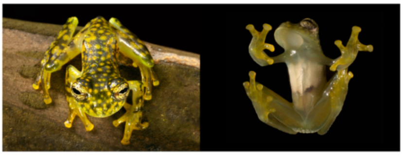 Diversity 12 00222 g198 Diversity 12 00222 g198