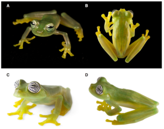 Diversity 12 00222 g201 Diversity 12 00222 g201