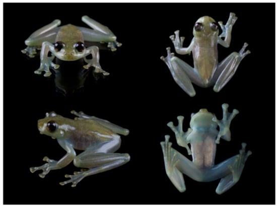 Diversity 12 00222 g205