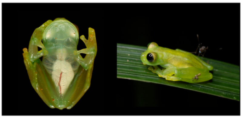 Diversity 12 00222 g207 Diversity 12 00222 g207