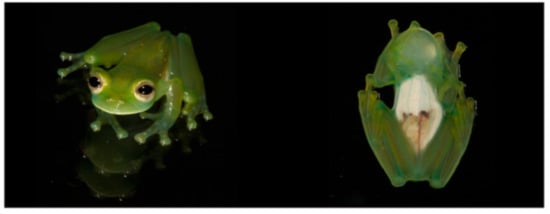 Diversity 12 00222 g211