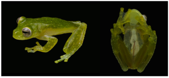 Diversity 12 00222 g215