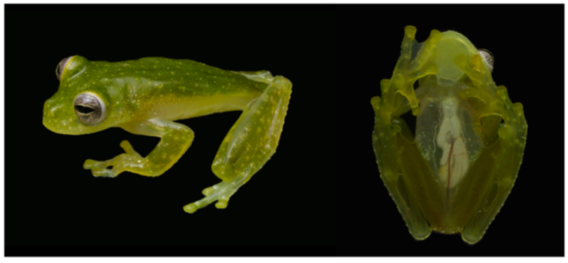 Diversity 12 00222 g215 Diversity 12 00222 g215