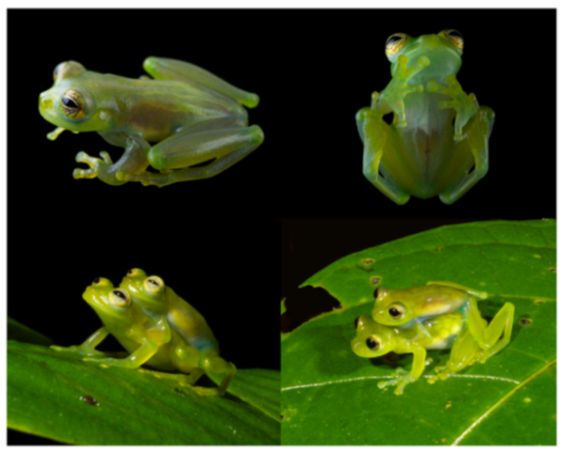 Diversity 12 00222 g218 Diversity 12 00222 g218