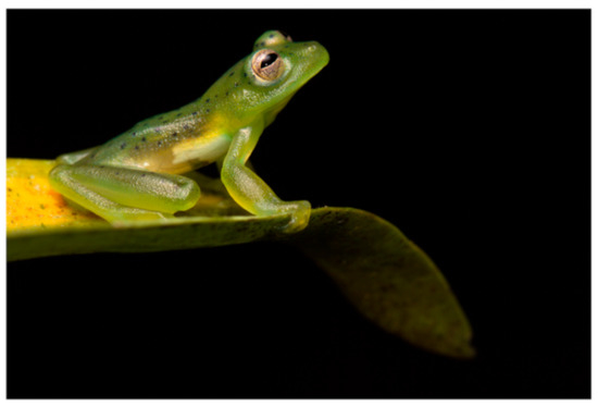 Diversity 12 00222 g222