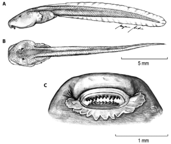 Diversity 12 00222 g224