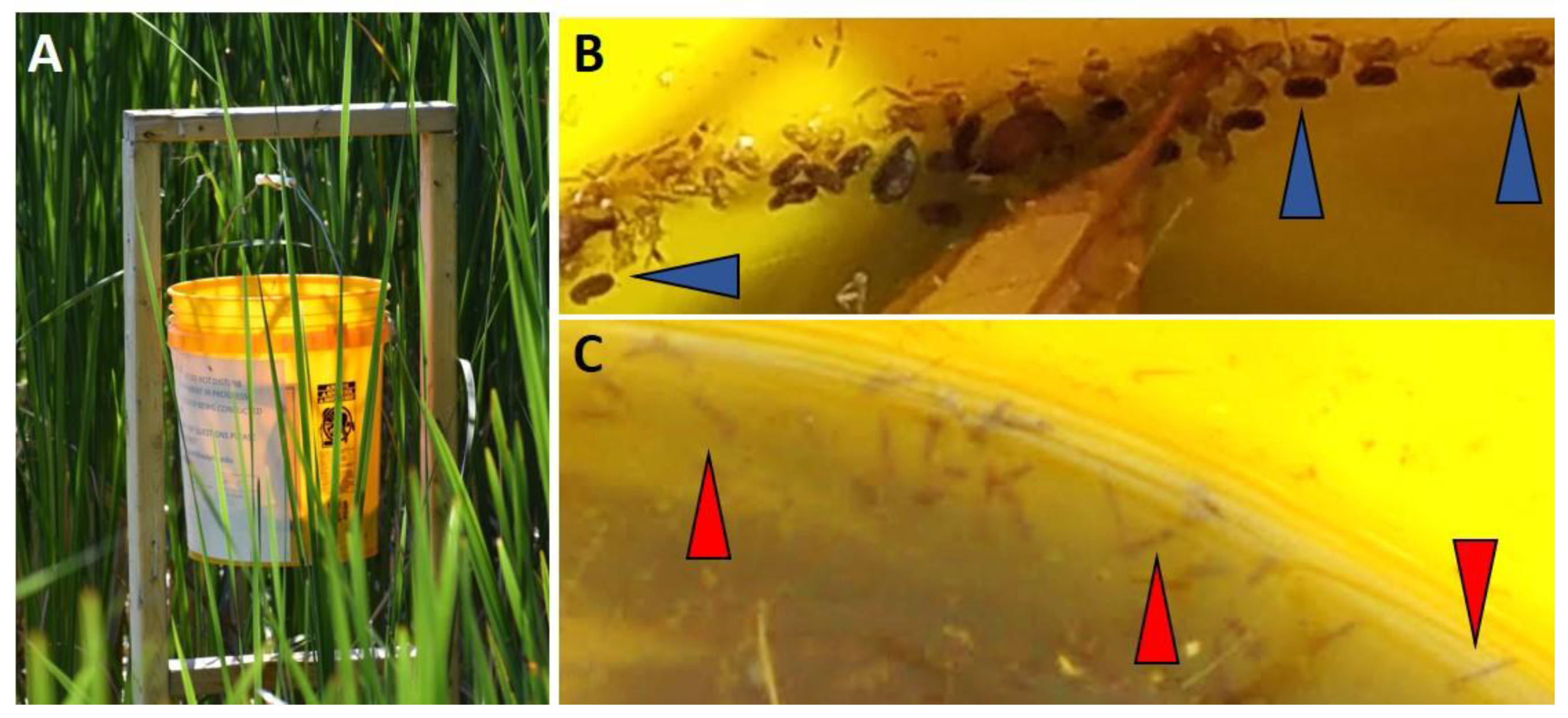 Diversity 12 00226 g002