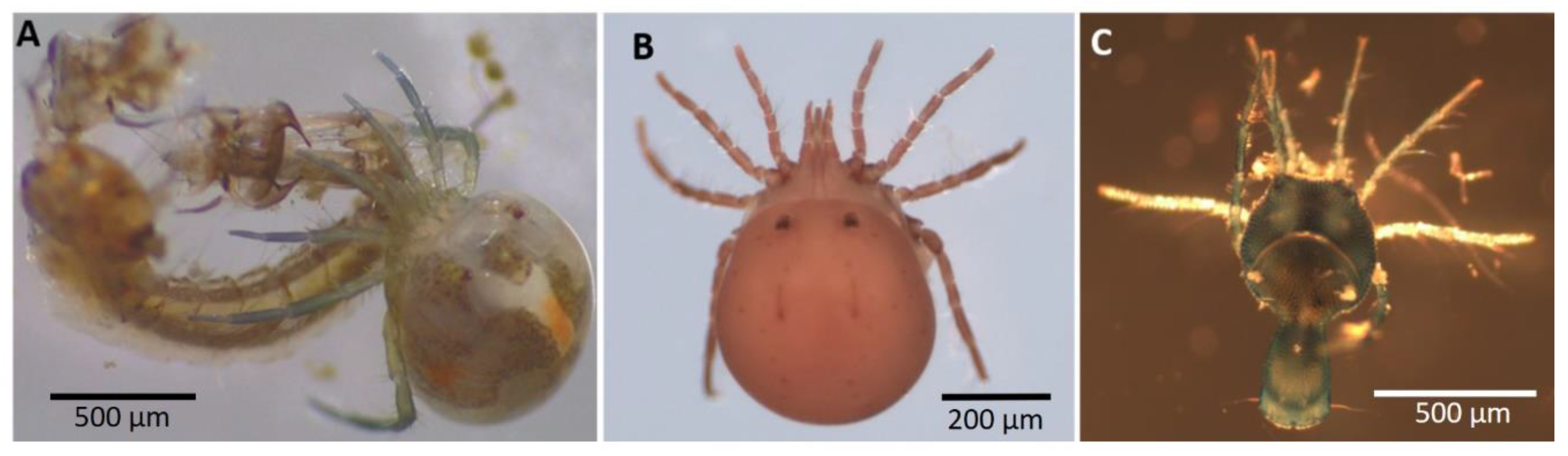 Diversity 12 00226 g003