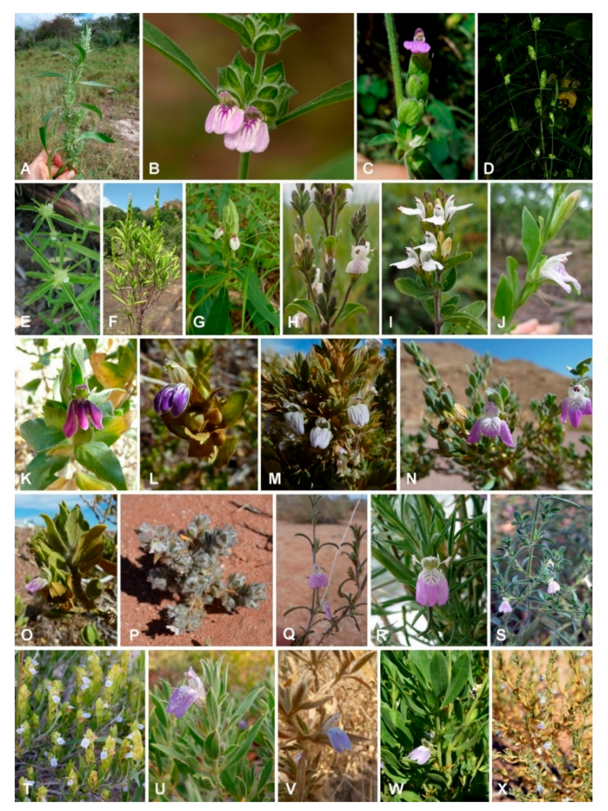 Diversity 12 00237 g001