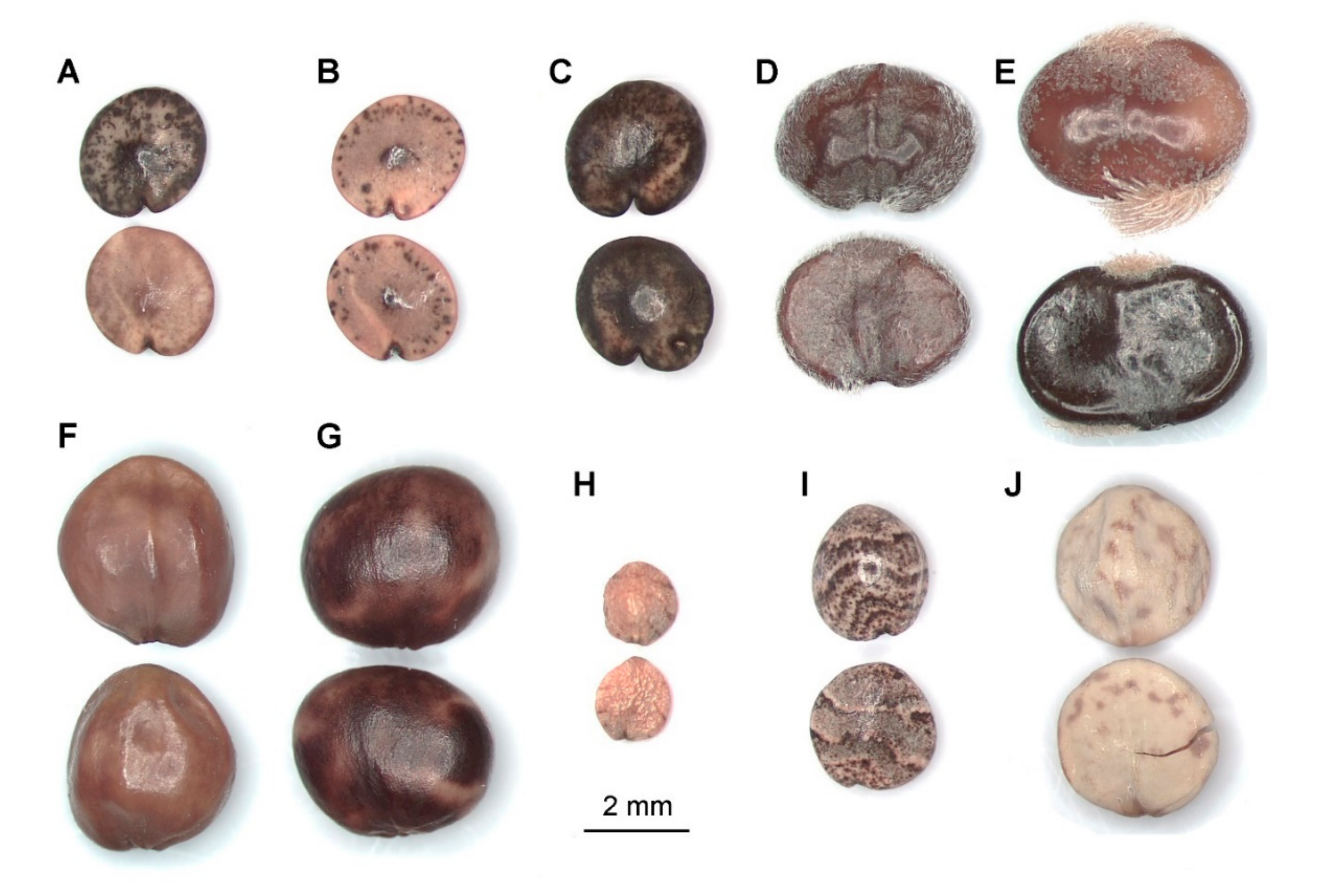 Diversity 12 00237 g008