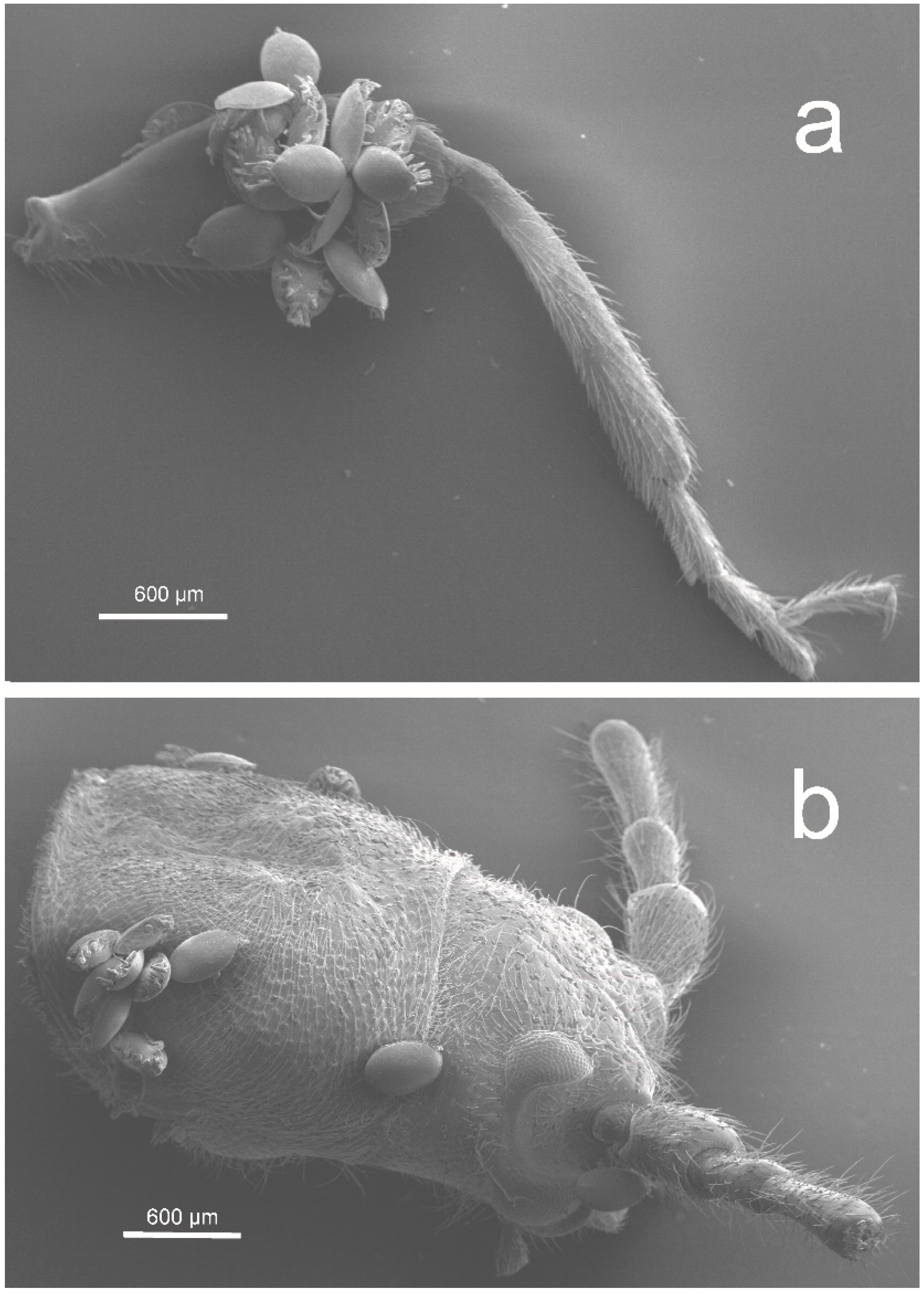 Diversity 12 00239 g002