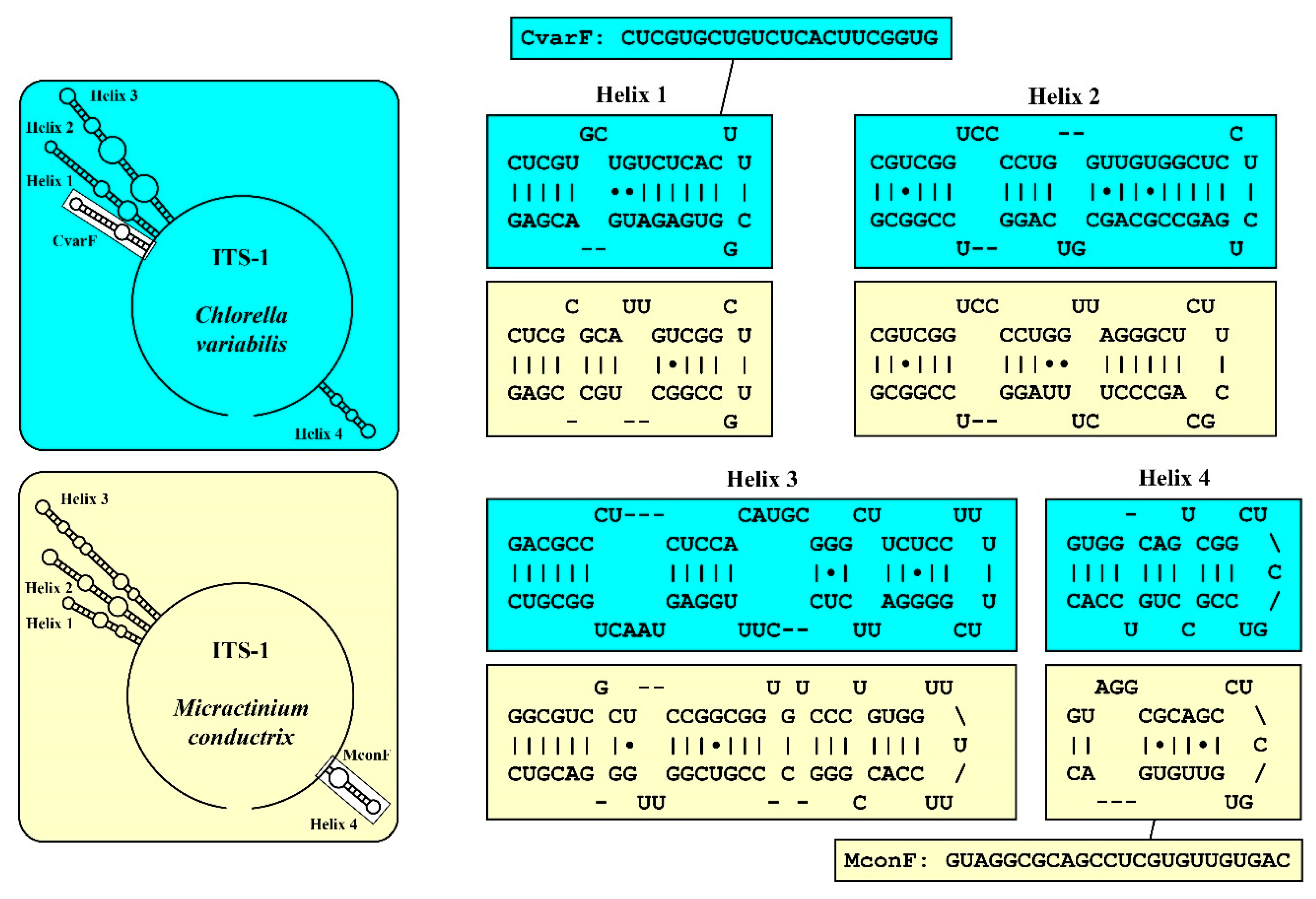 Diversity 12 00240 g003