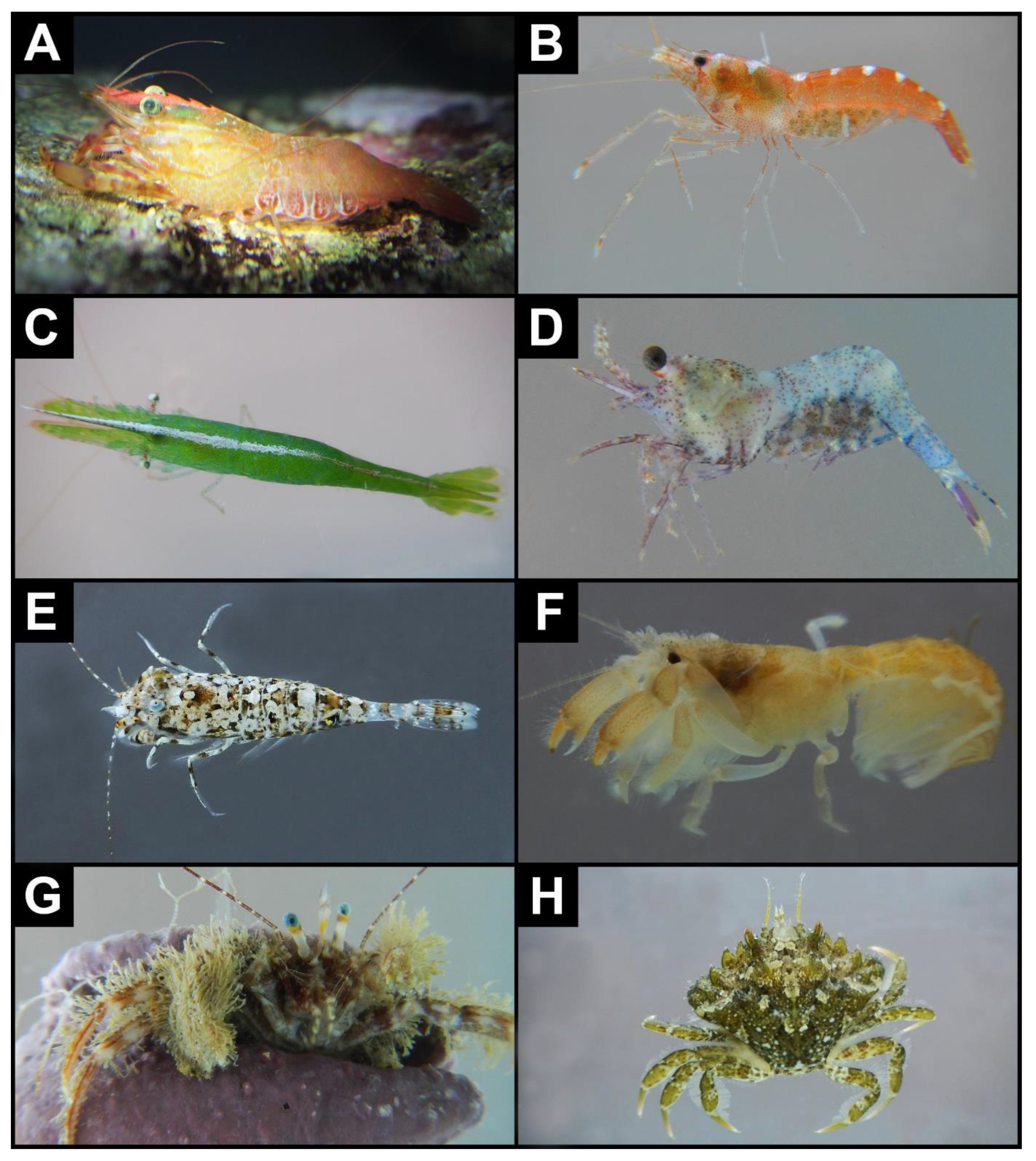 Diversity 12 00246 g002 Diversity 12 00246 g002