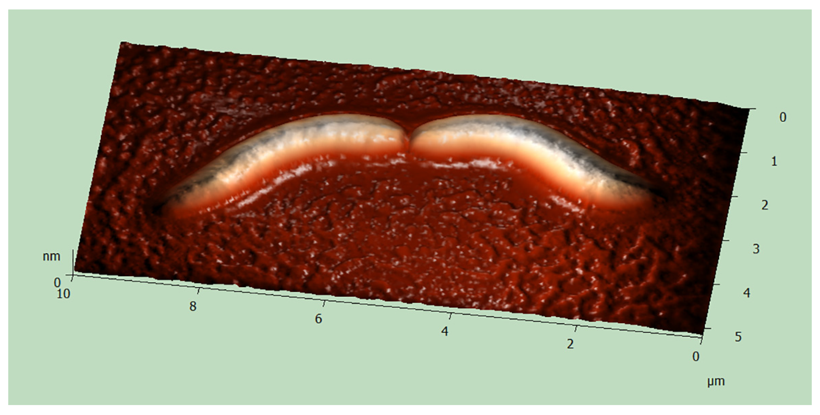 Diversity 12 00251 g003