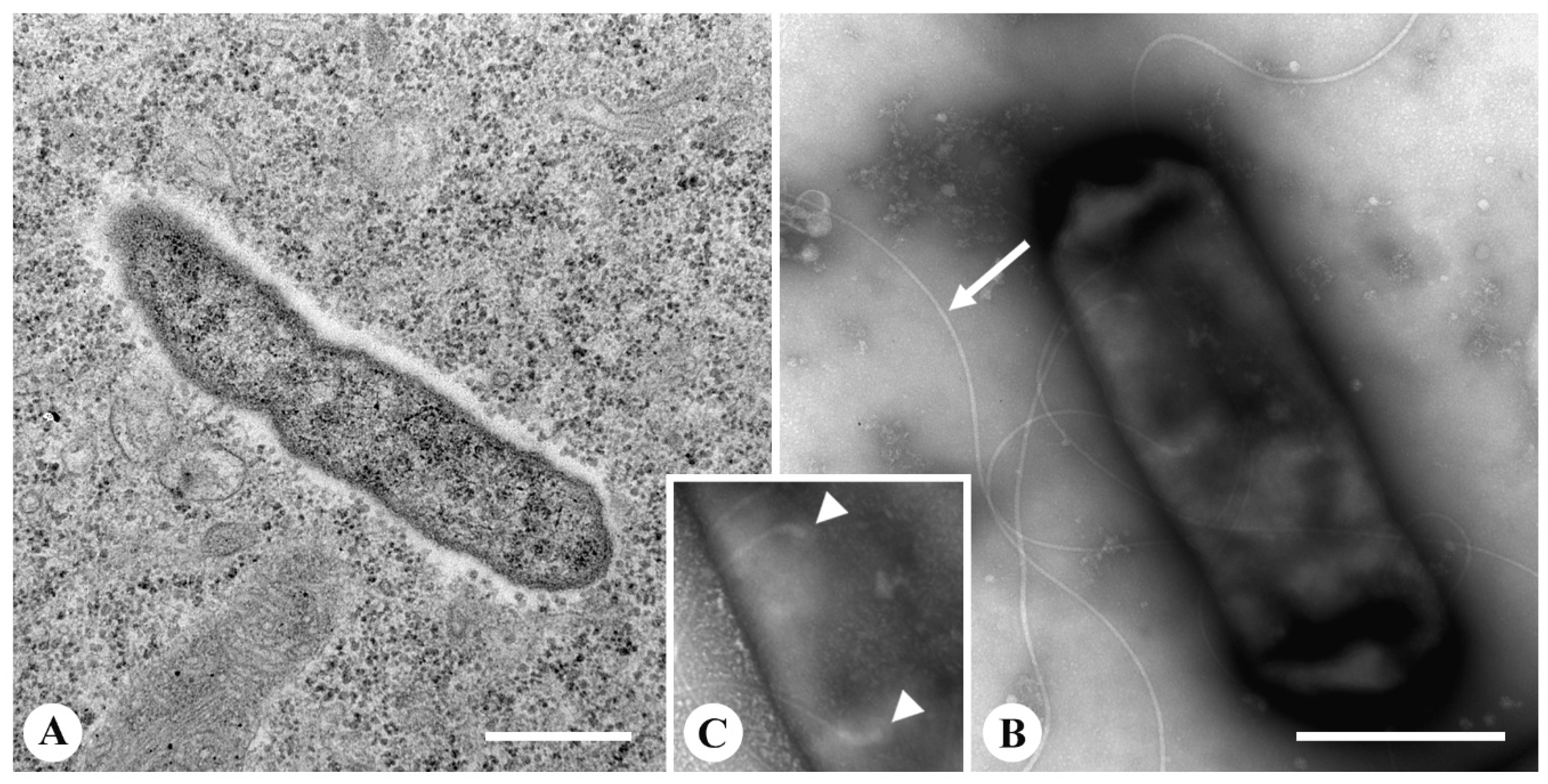 Diversity 12 00251 g004