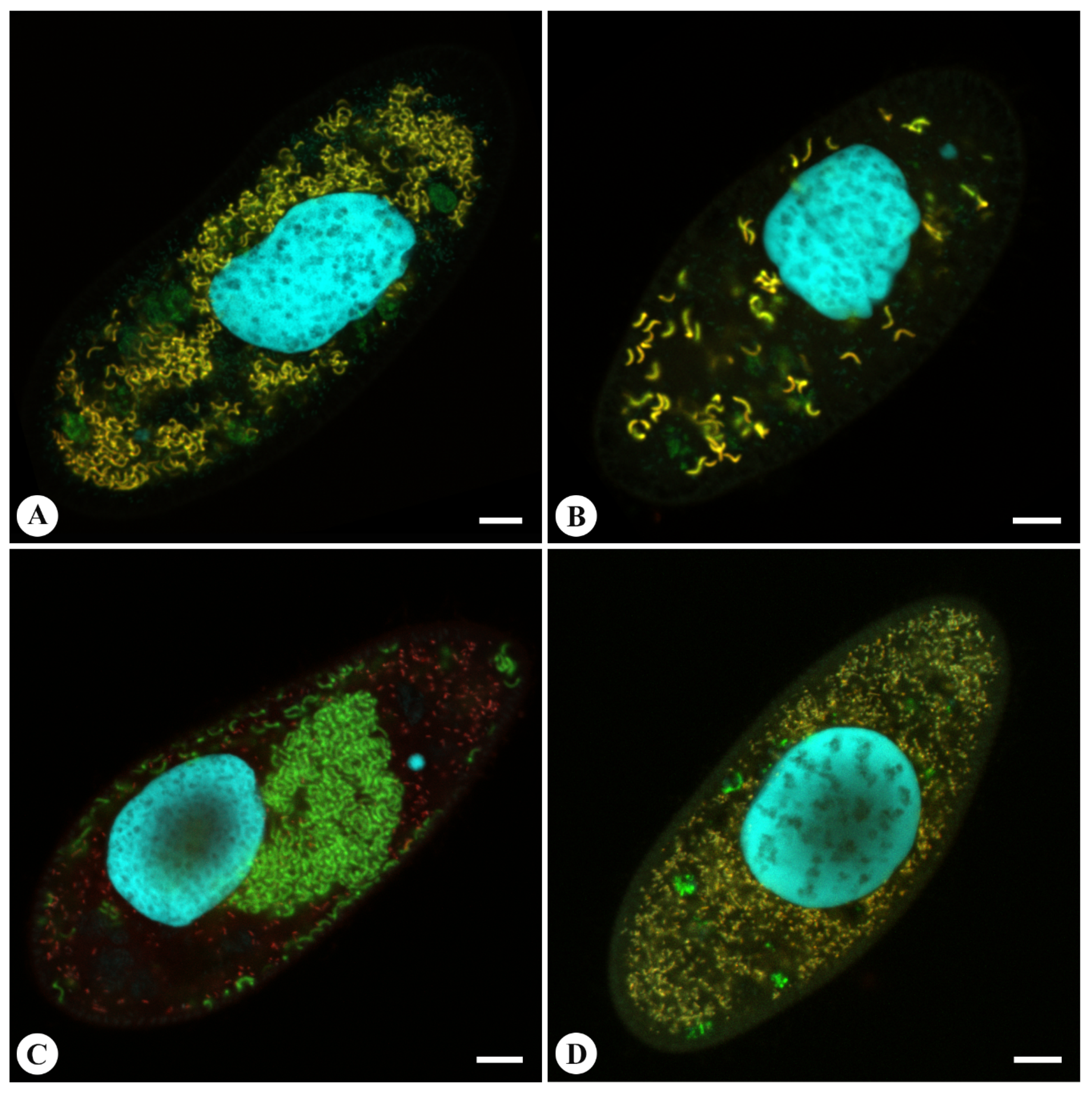 Diversity 12 00251 g005
