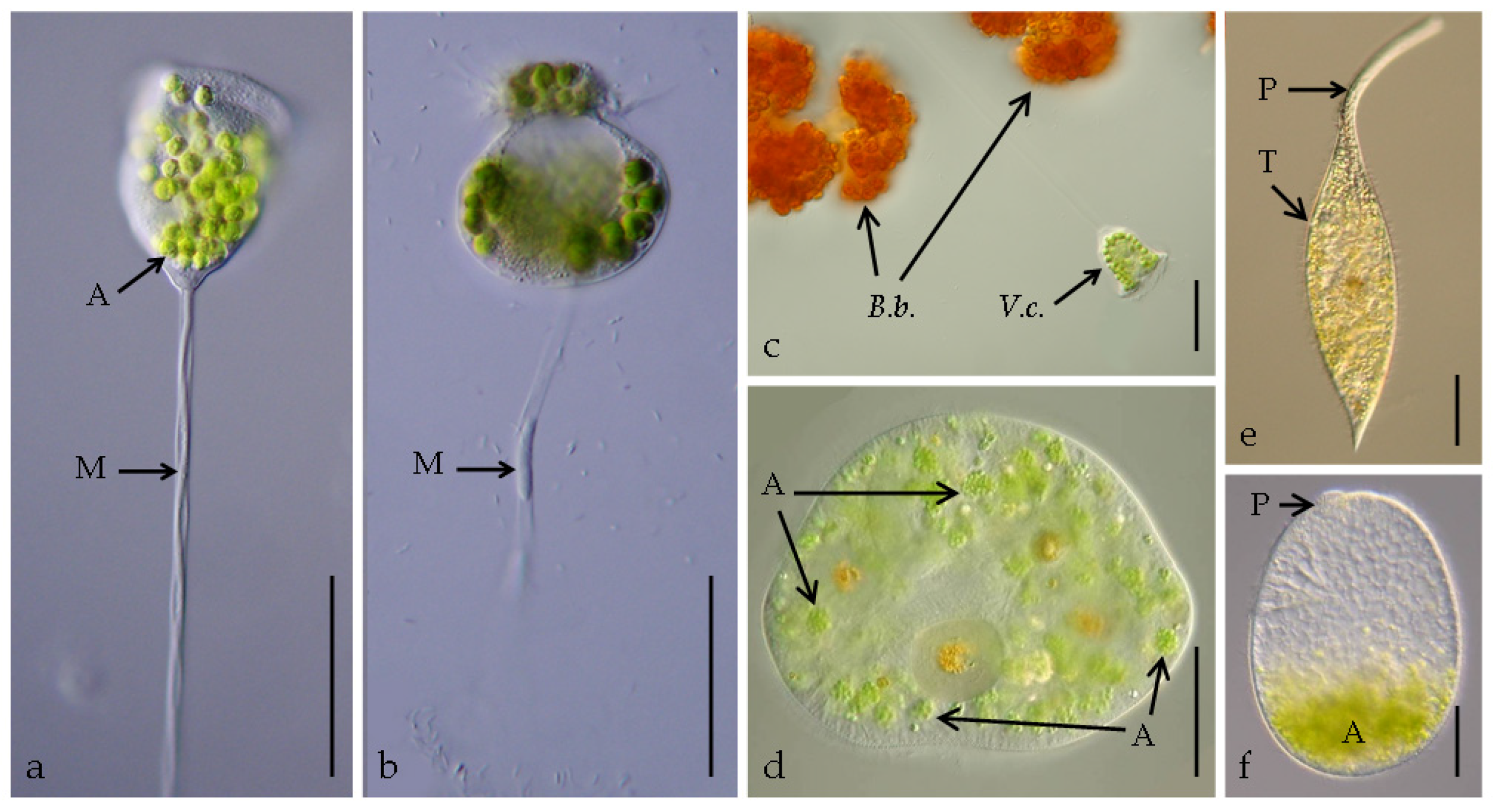 Diversity 12 00252 g001