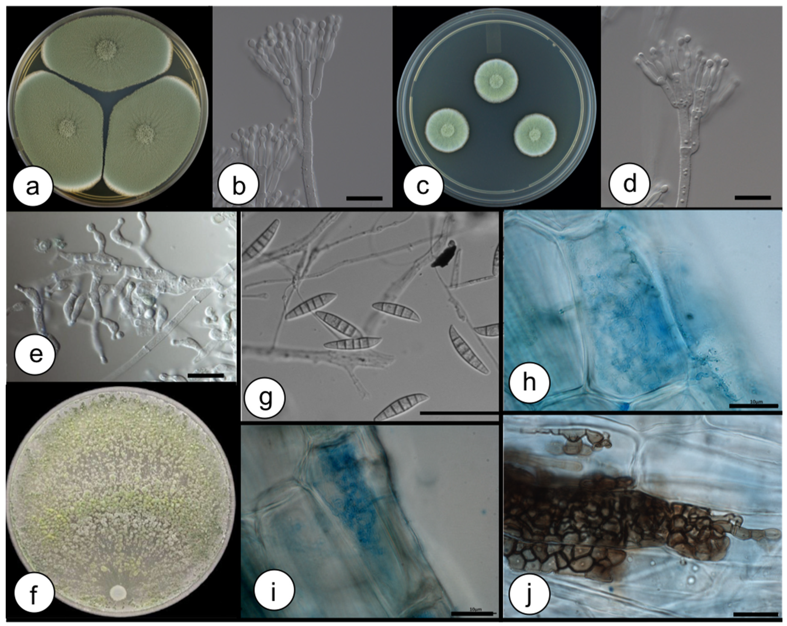 Diversity 12 00254 g004