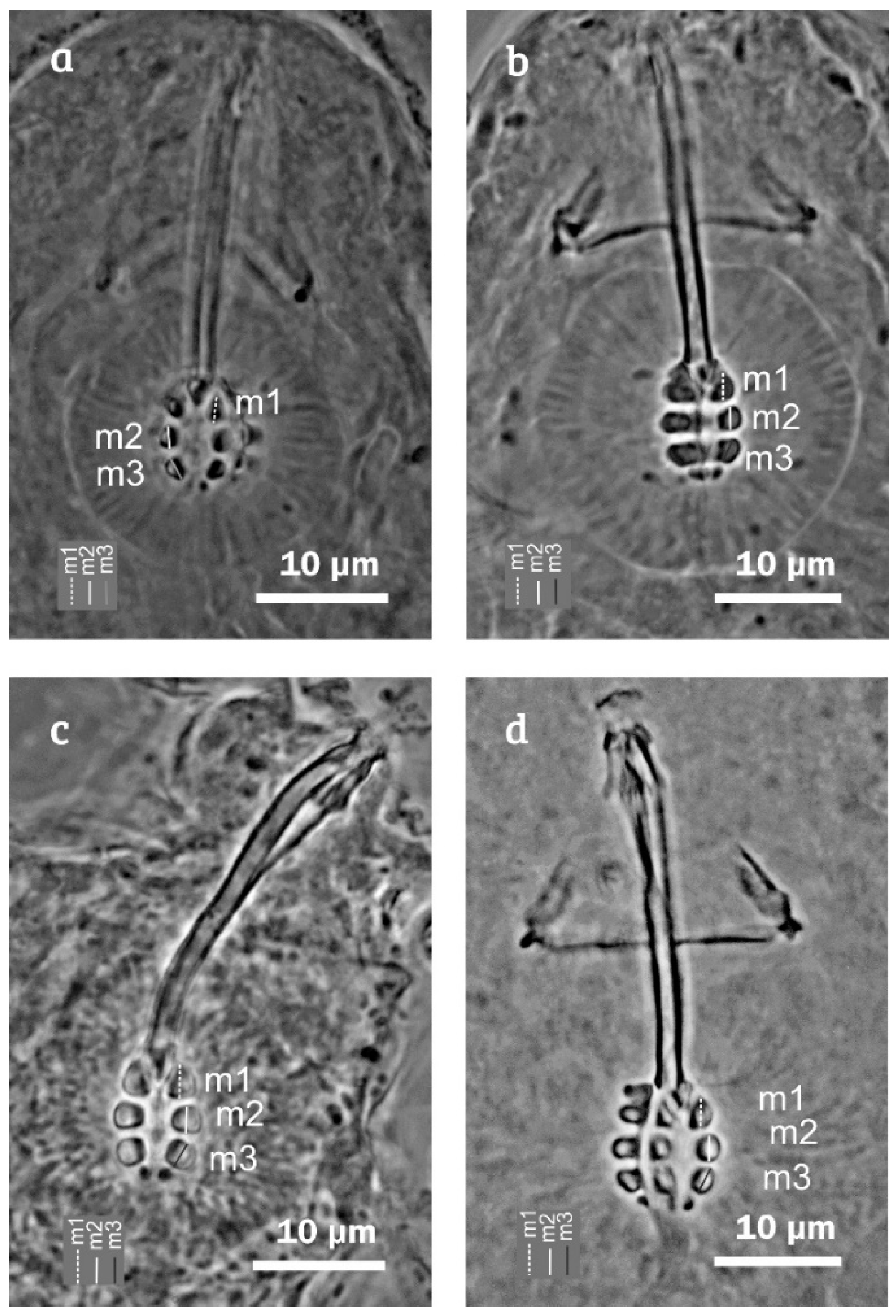 Diversity 12 00271 g002 Diversity 12 00271 g002