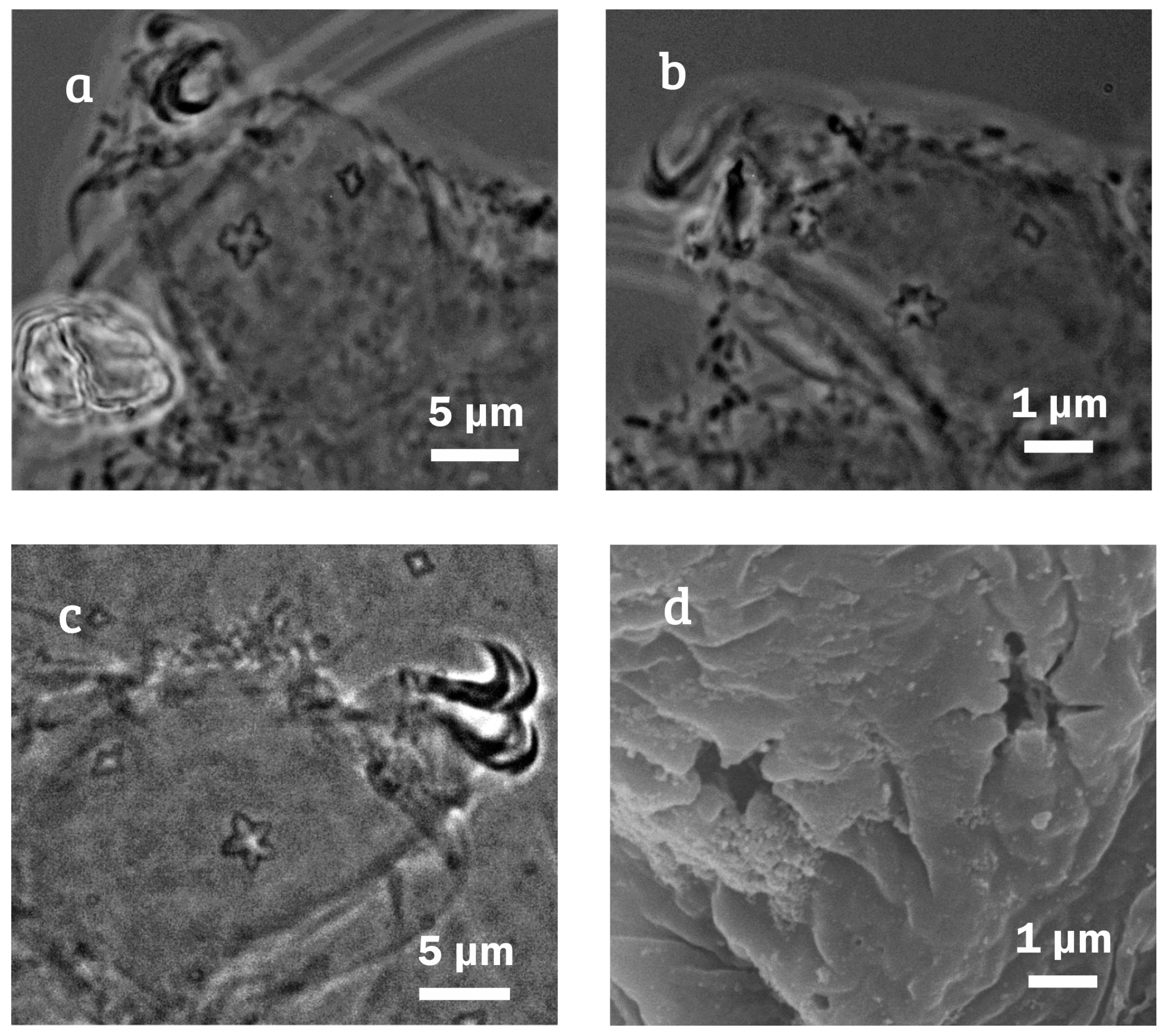Diversity 12 00271 g003 Diversity 12 00271 g003