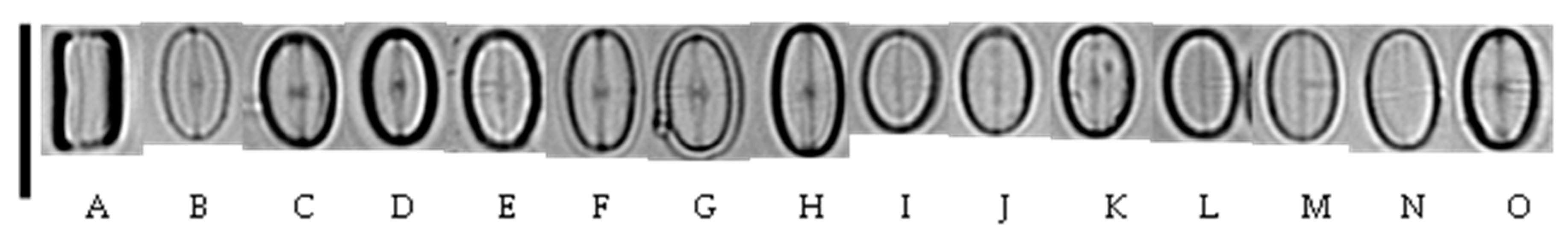 Diversity 12 00285 g002
