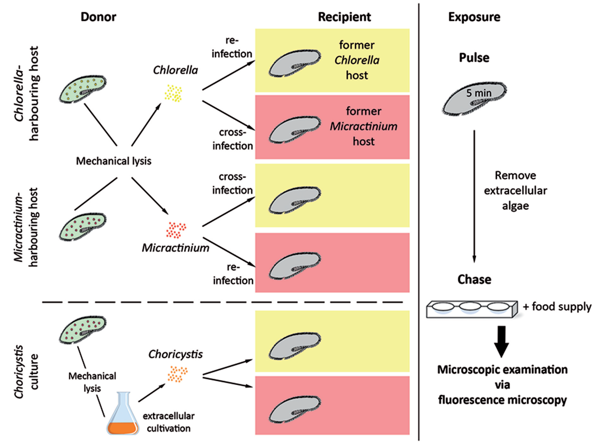 Diversity 12 00287 g001