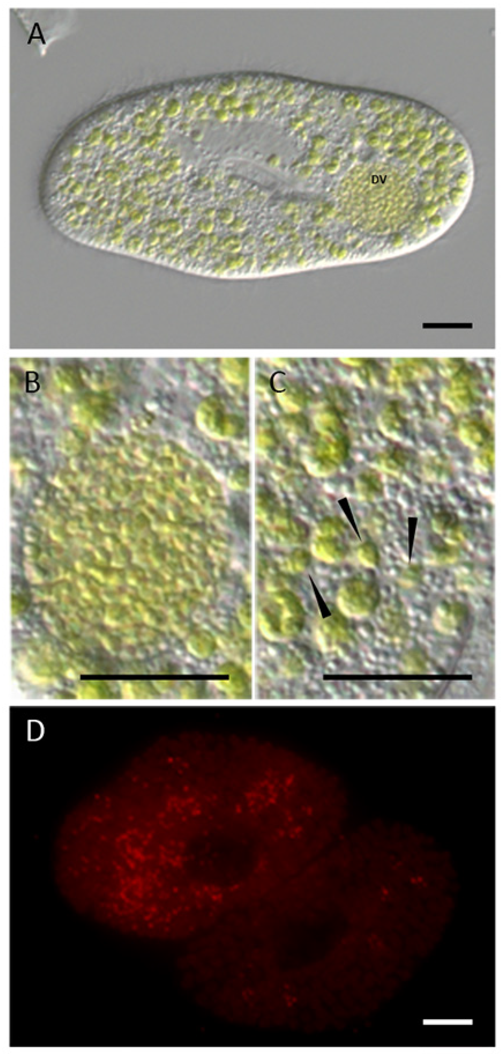 Diversity 12 00287 g002