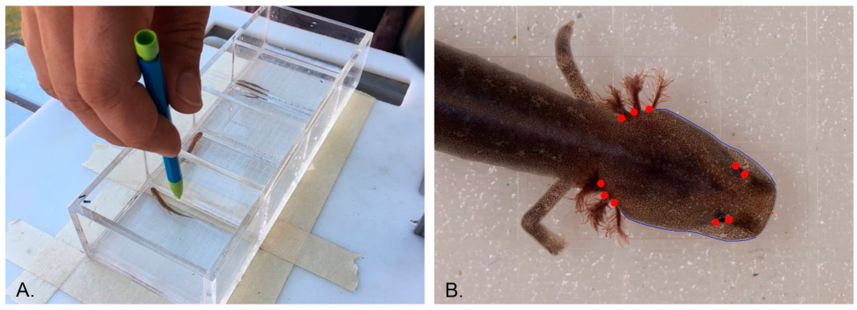 Diversity 12 00297 g001 Diversity 12 00297 g001