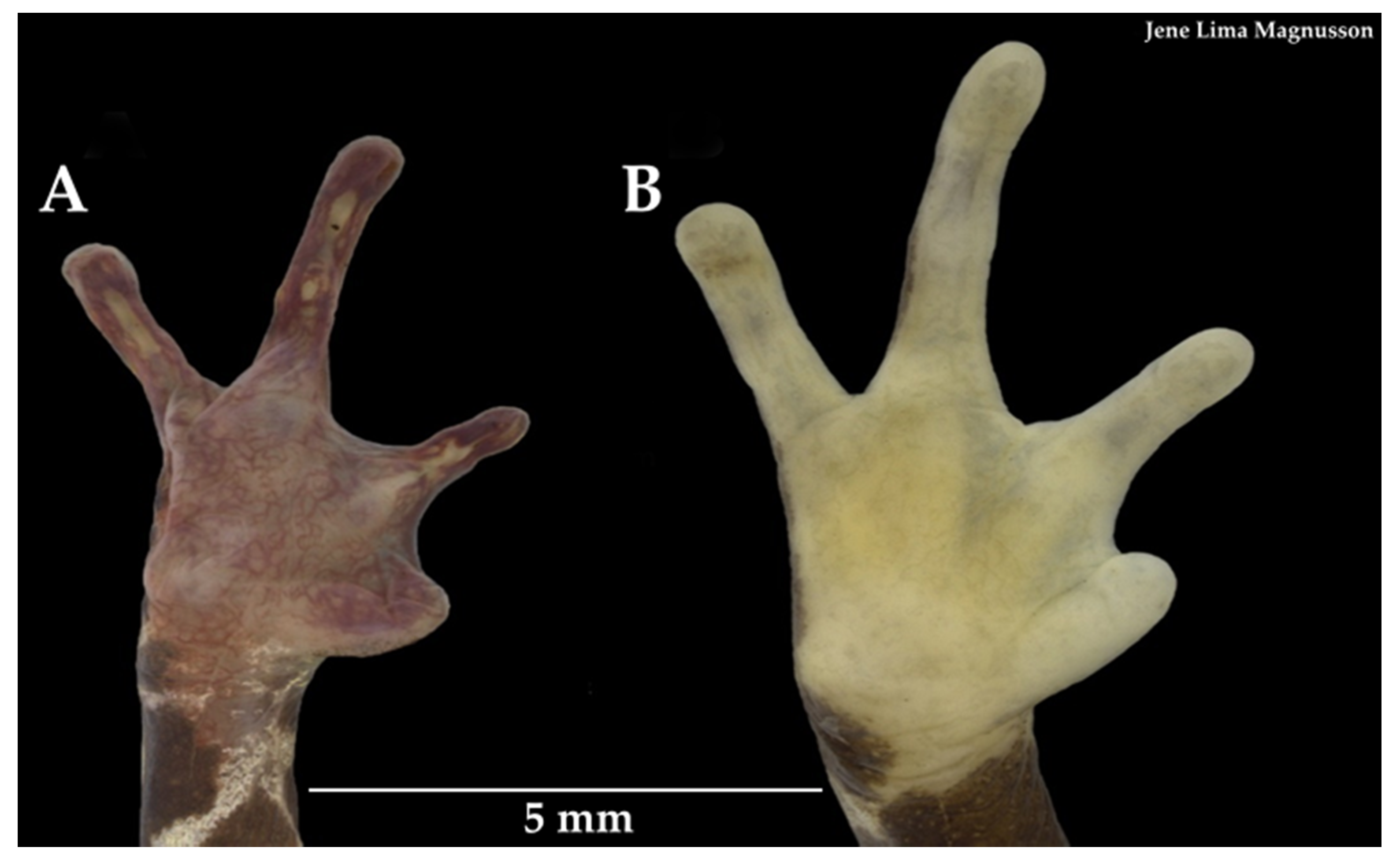 Diversity 12 00310 g004