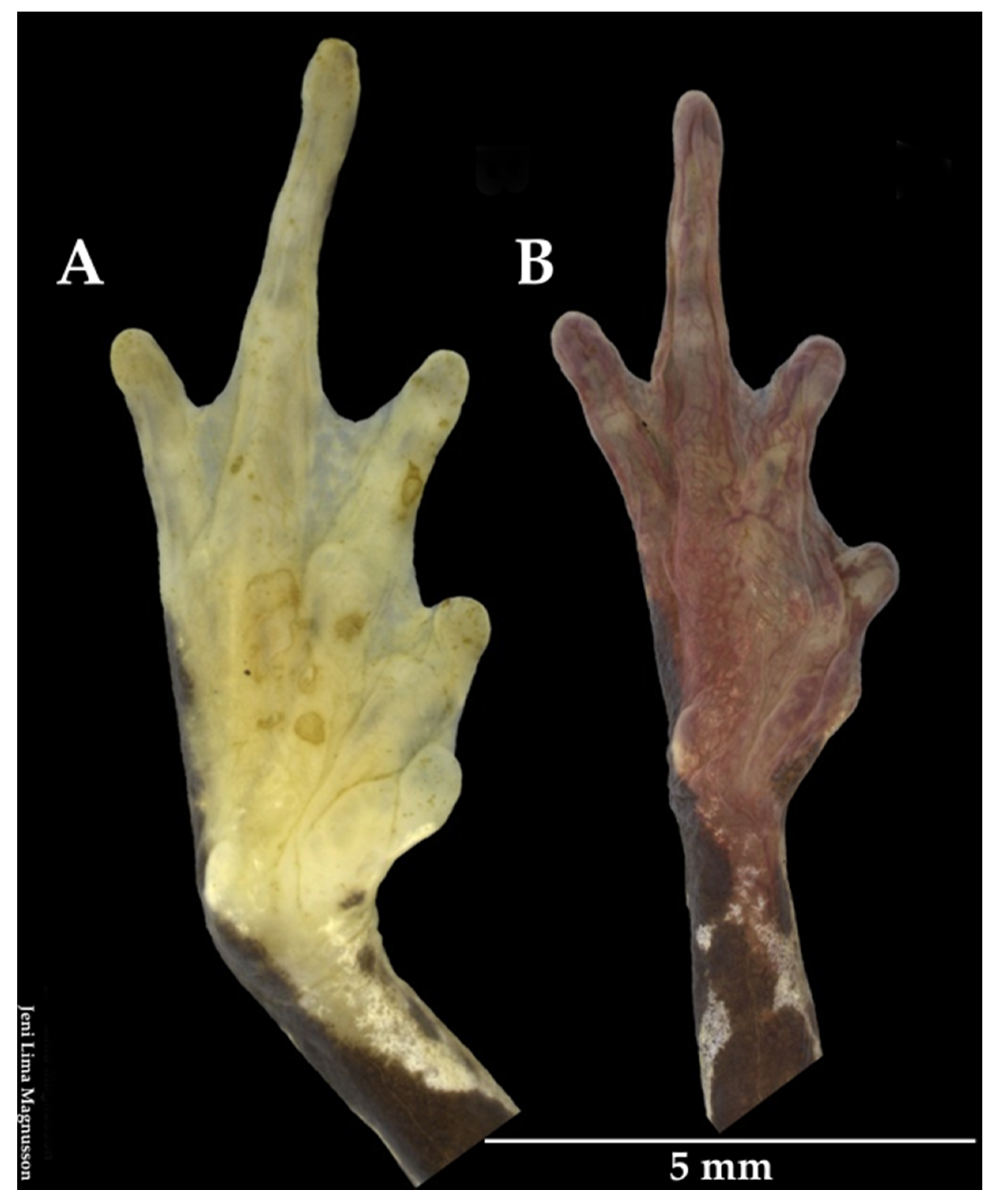 Diversity 12 00310 g005