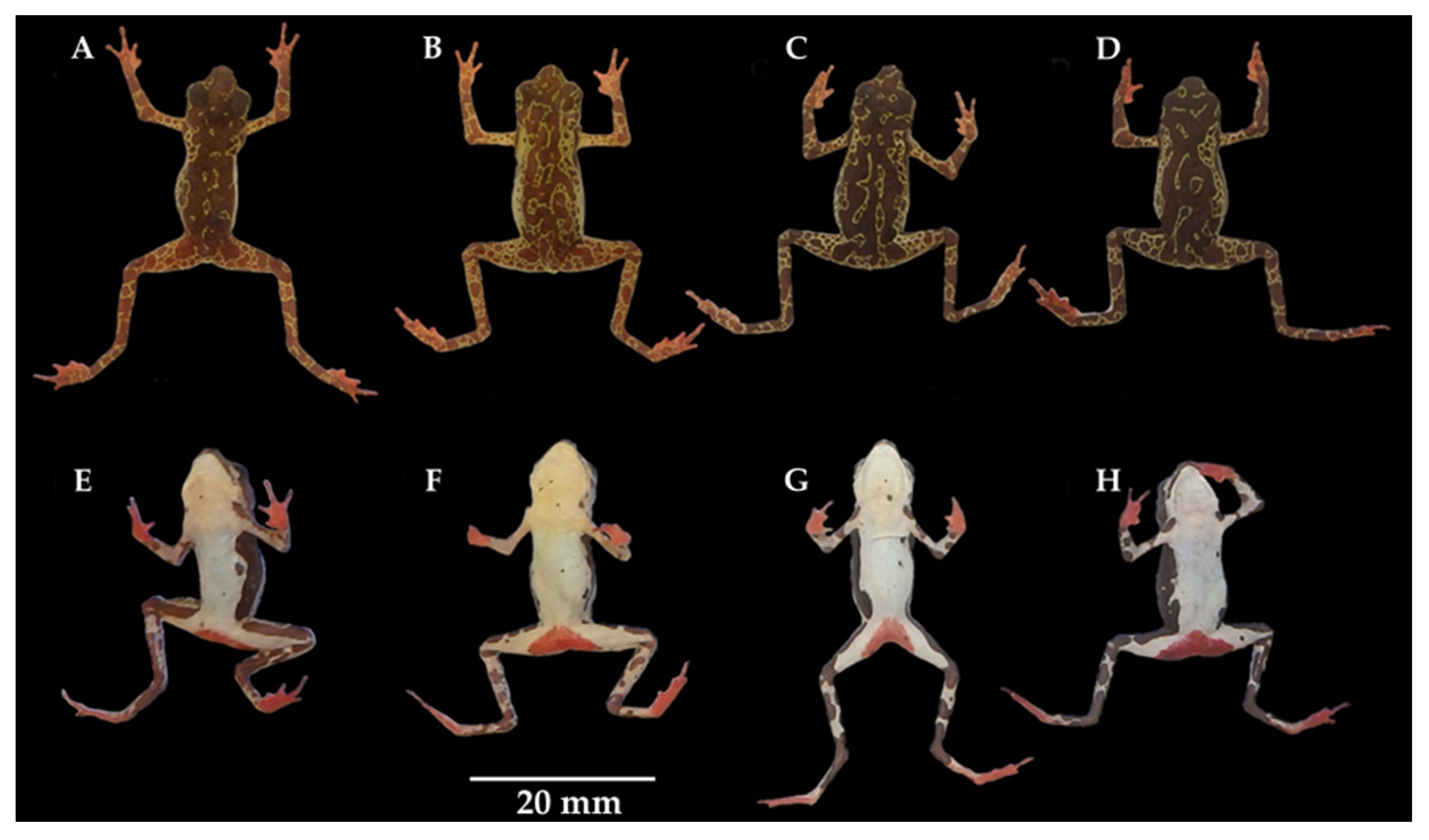 Diversity 12 00310 g006