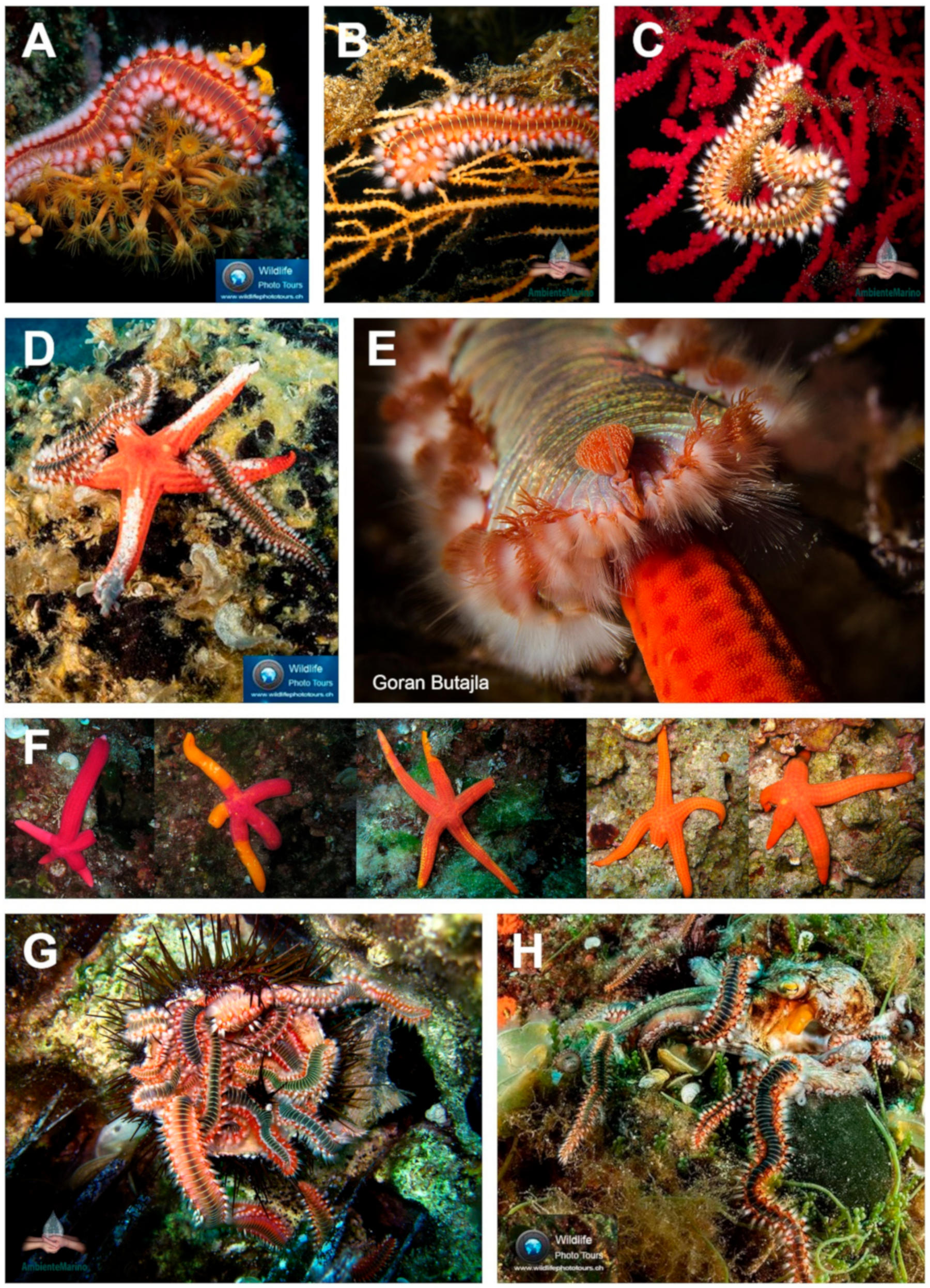 Diversity 12 00311 g007