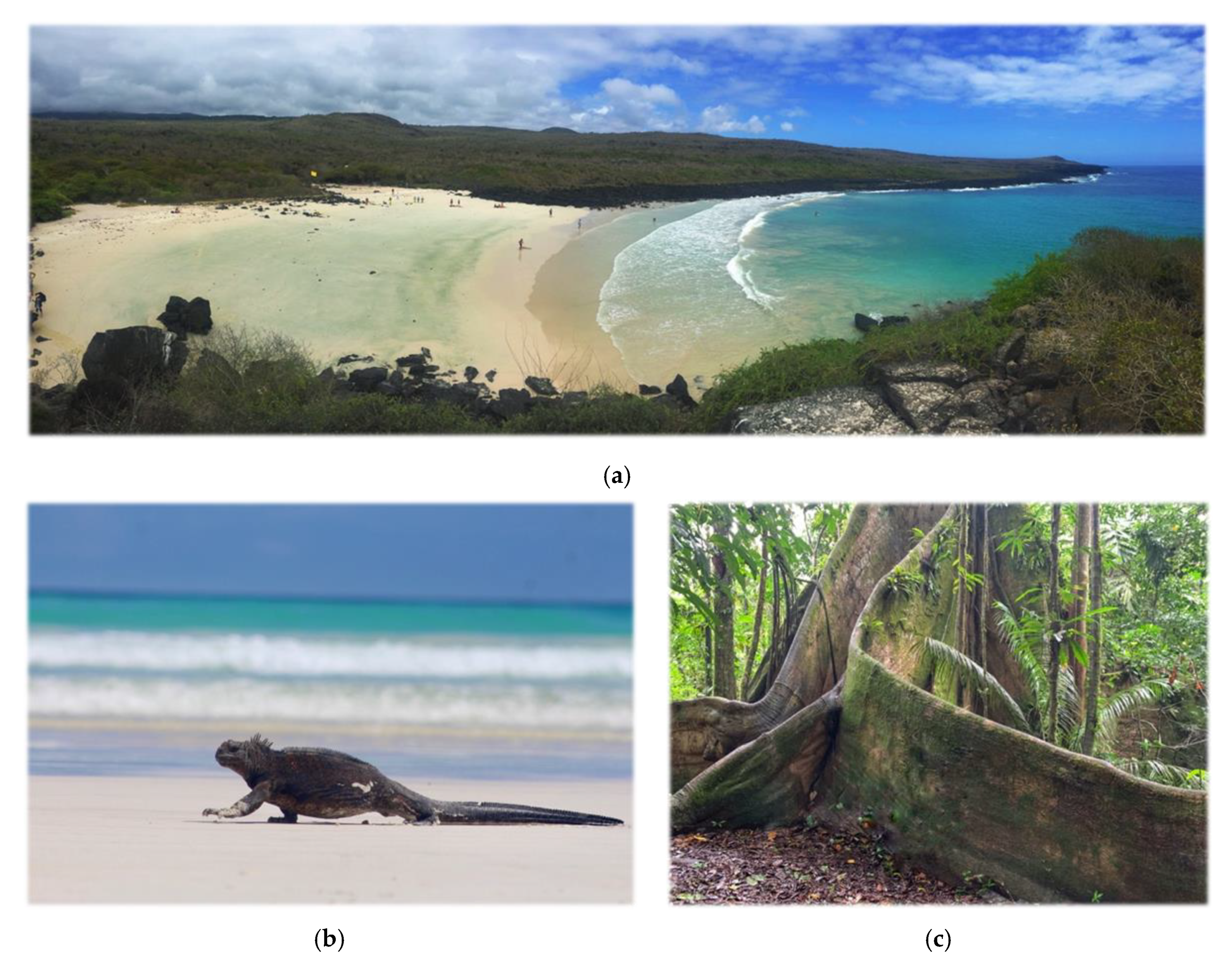 Diversity 12 00315 g002